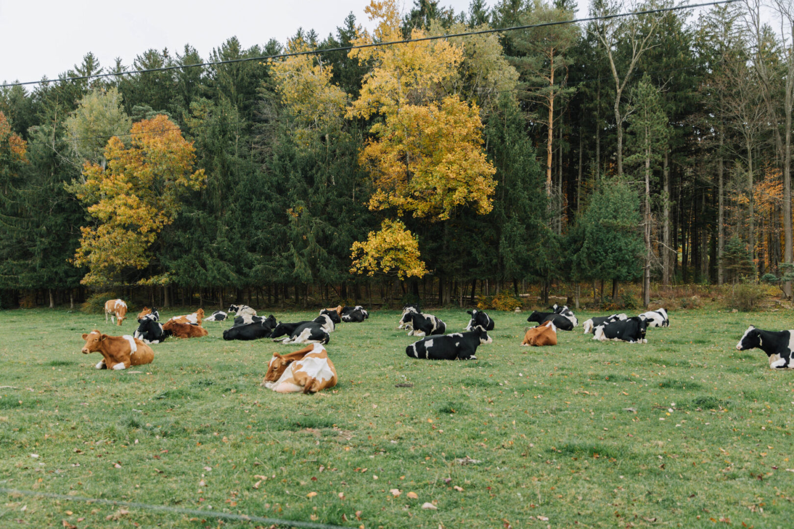 State College - cows spotlight sutherland