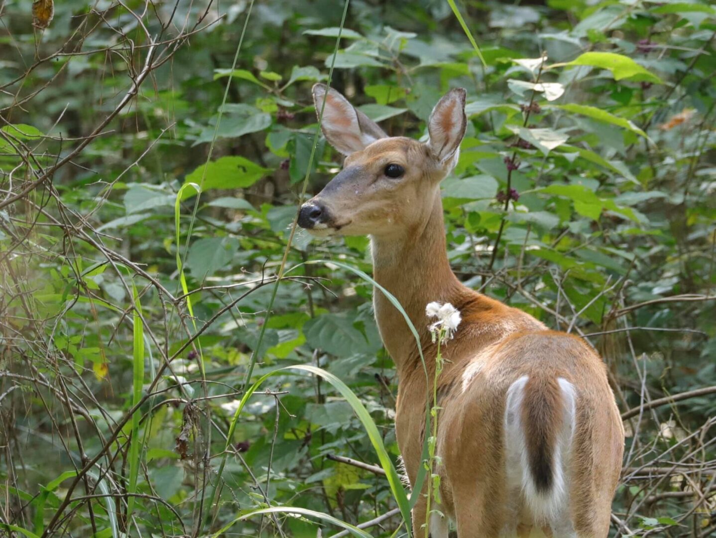 State College - Doe White-tailed Deer