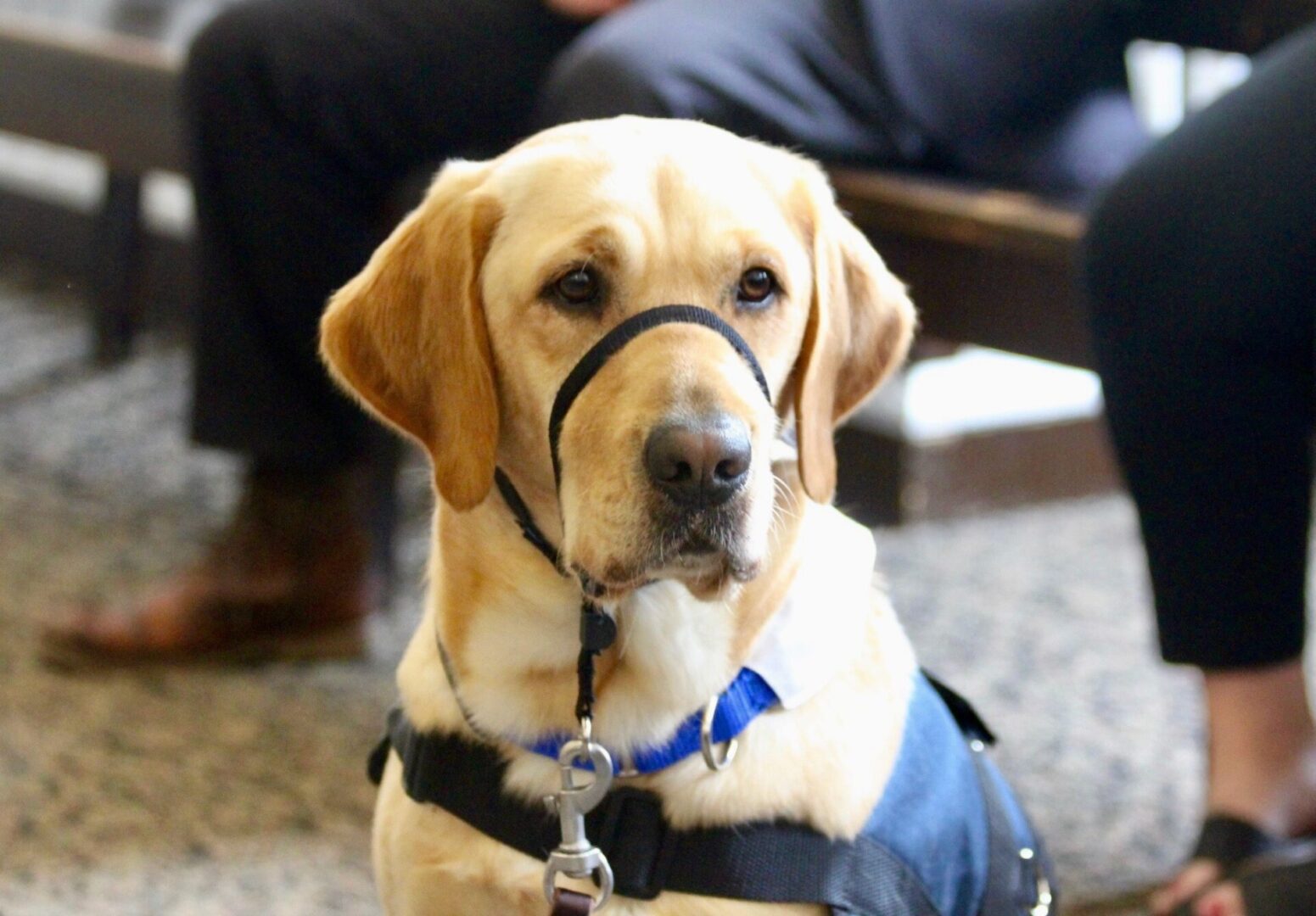 State College - Missie courthouse dog