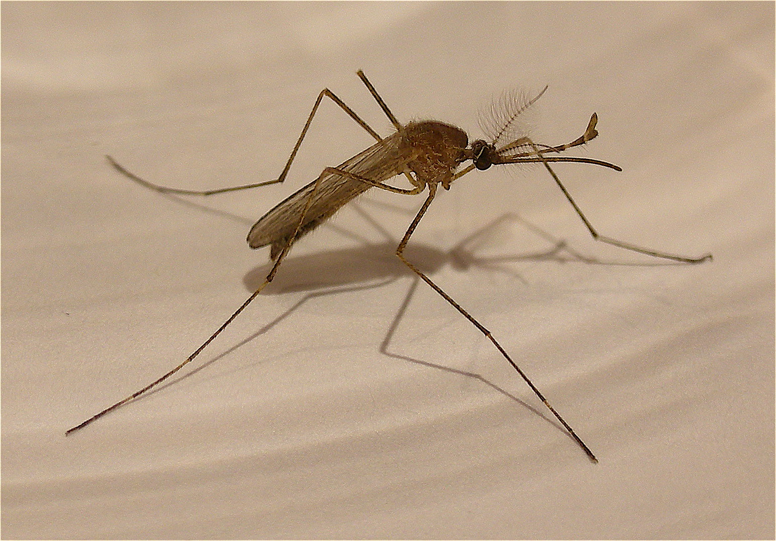 State College - mosquito