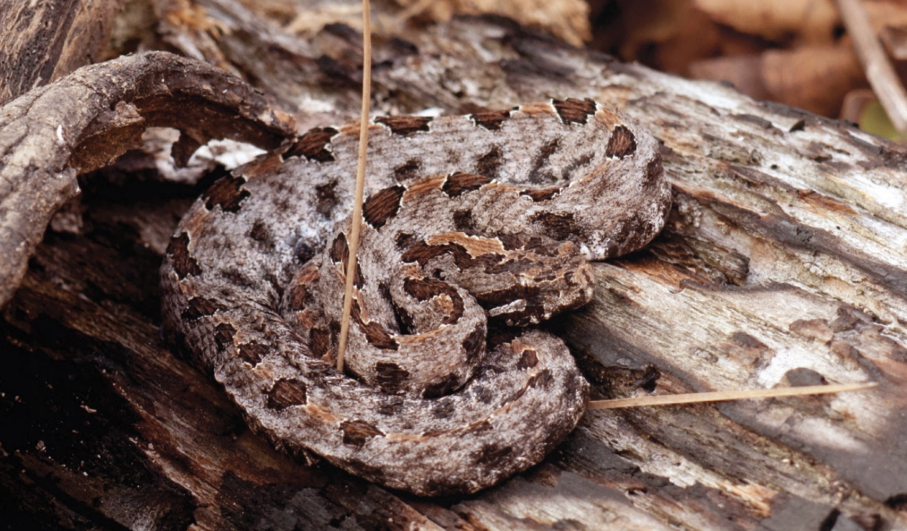 Thamnophis sirtalis – Common Gartersnake | Vermont Reptile and Amphibian  Atlas, image size:1845x1080
