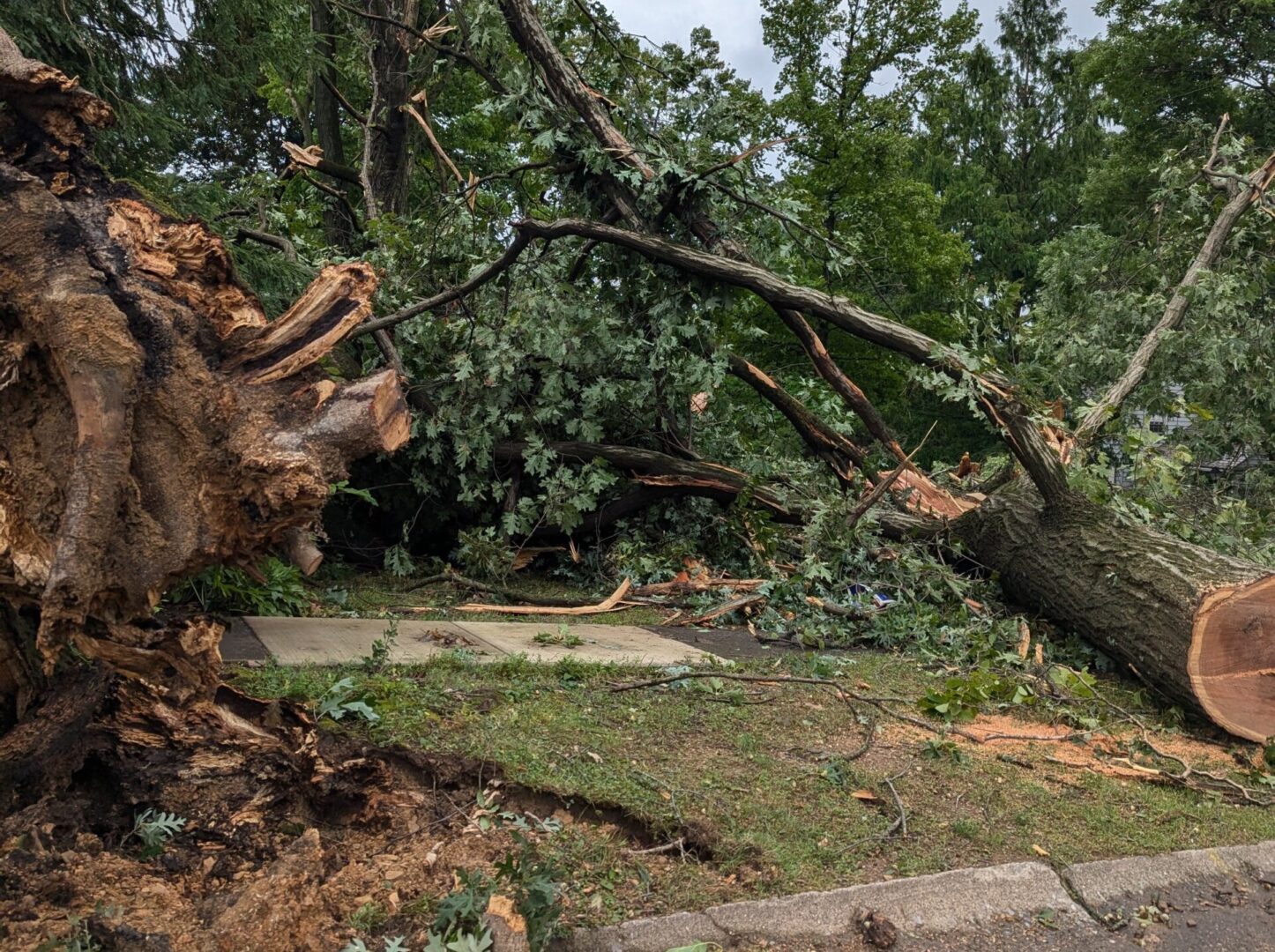 State College - spotlight downed tree harrisburg