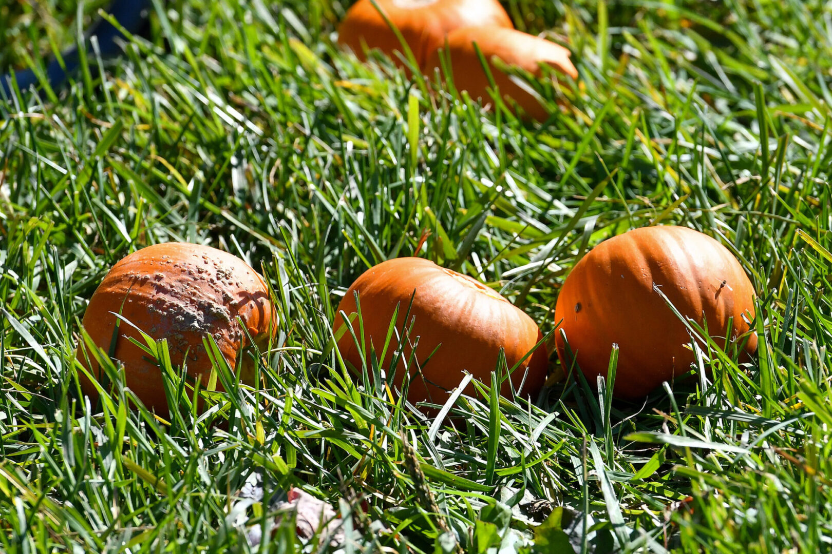 State College - PumpkinChunkin2 TIM WEIGHT