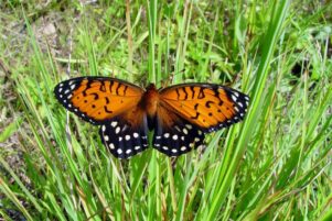 State College - fritillary butterfly
