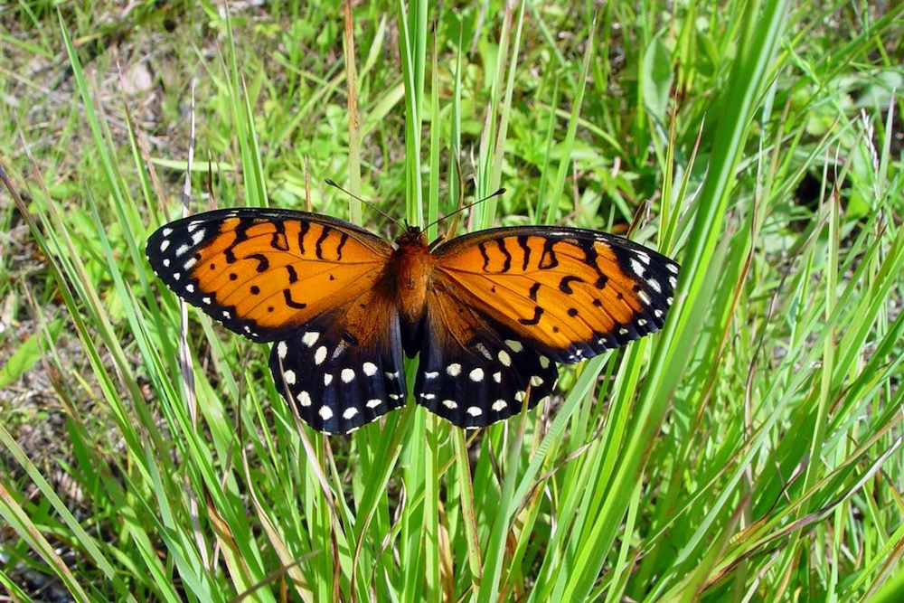 State College - fritillary butterfly