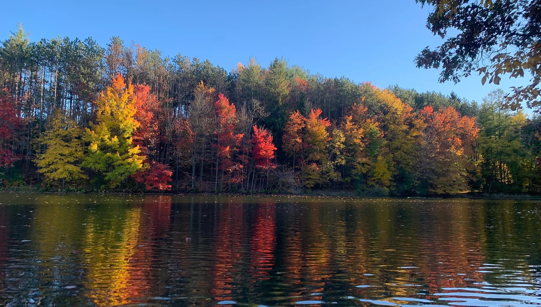 State College - Fall Foliage