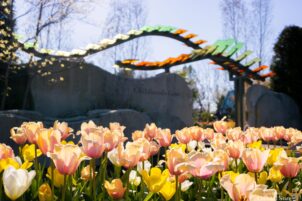 flowers in bloom at the Arboretum at Penn State Childhood's Gate Children's Garden