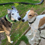 Nittany Greyhounds Connects Retired Racers With New Homes