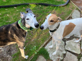 Nittany Greyhounds Connects Retired Racers With New Homes