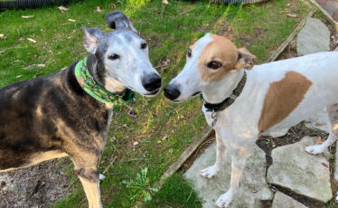 Nittany Greyhounds Connects Retired Racers With New Homes