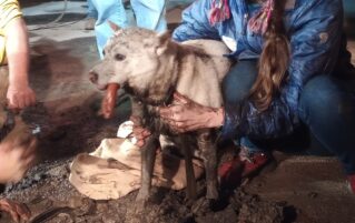 ‘A Community Effort.’ Dog Freed From Drain Pipe in Boalsburg After 6-Hour Rescue Operation