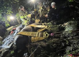 Emergency Responders Rescue Horse That Fell Down Embankment Near State College
