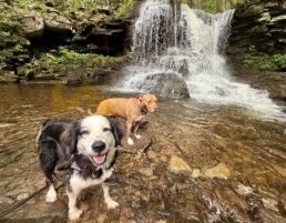 Weekend in the Woods