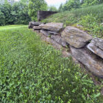 Weeds Aren’t Just Nuisances, They’re Messengers. Here’s What They Can Tell You