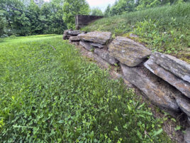 Weeds Aren’t Just Nuisances, They’re Messengers. Here’s What They Can Tell You