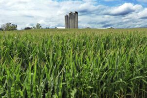 A field of corn is shown in Mill Hill, Pa. on Aug. 29, 2023