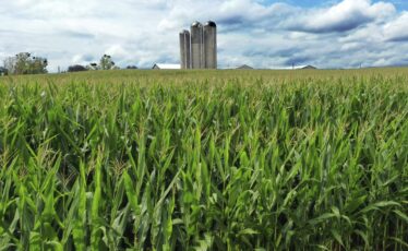 A field of corn is shown in Mill Hill, Pa. on Aug. 29, 2023