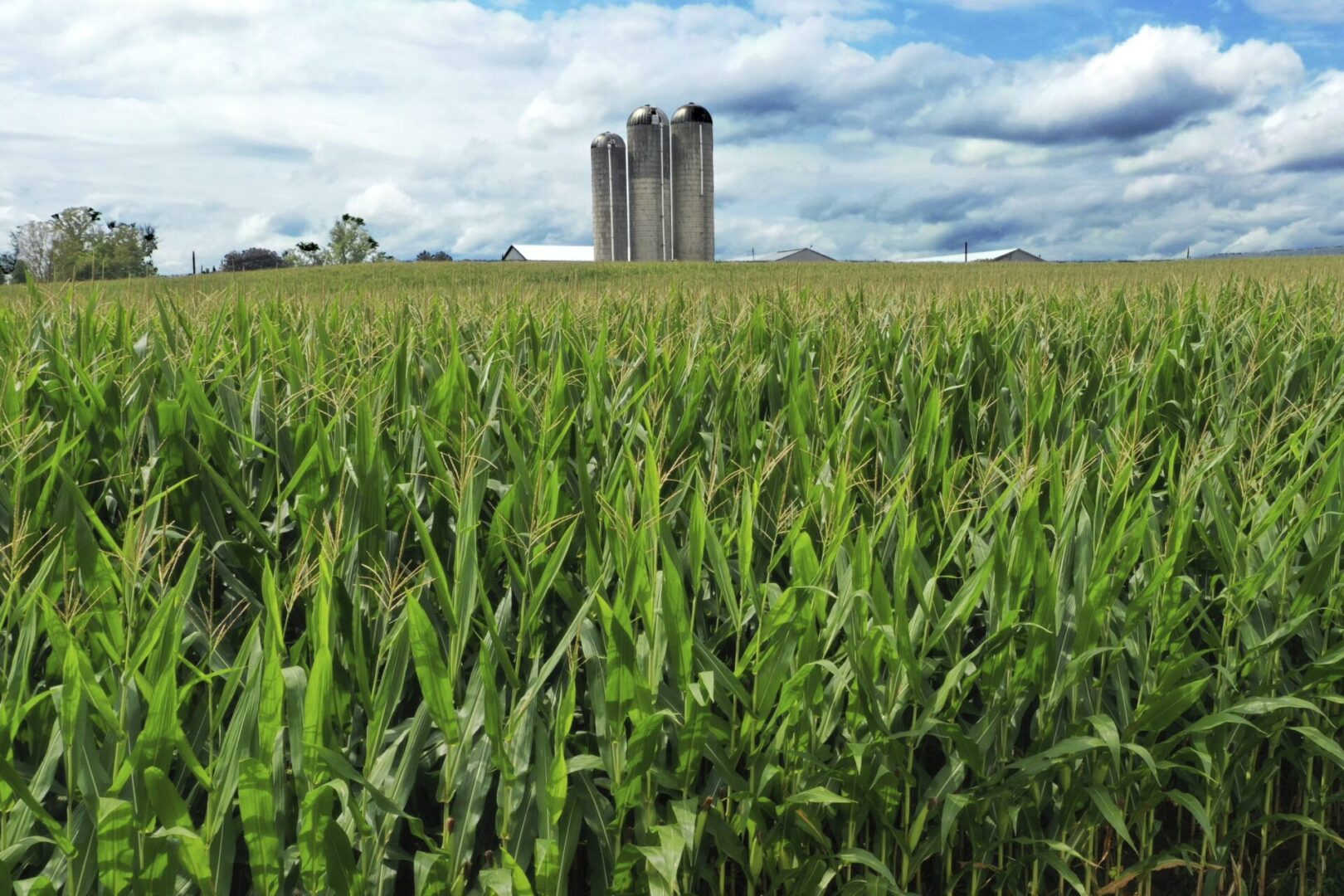 A field of corn is shown in Mill Hill, Pa. on Aug. 29, 2023