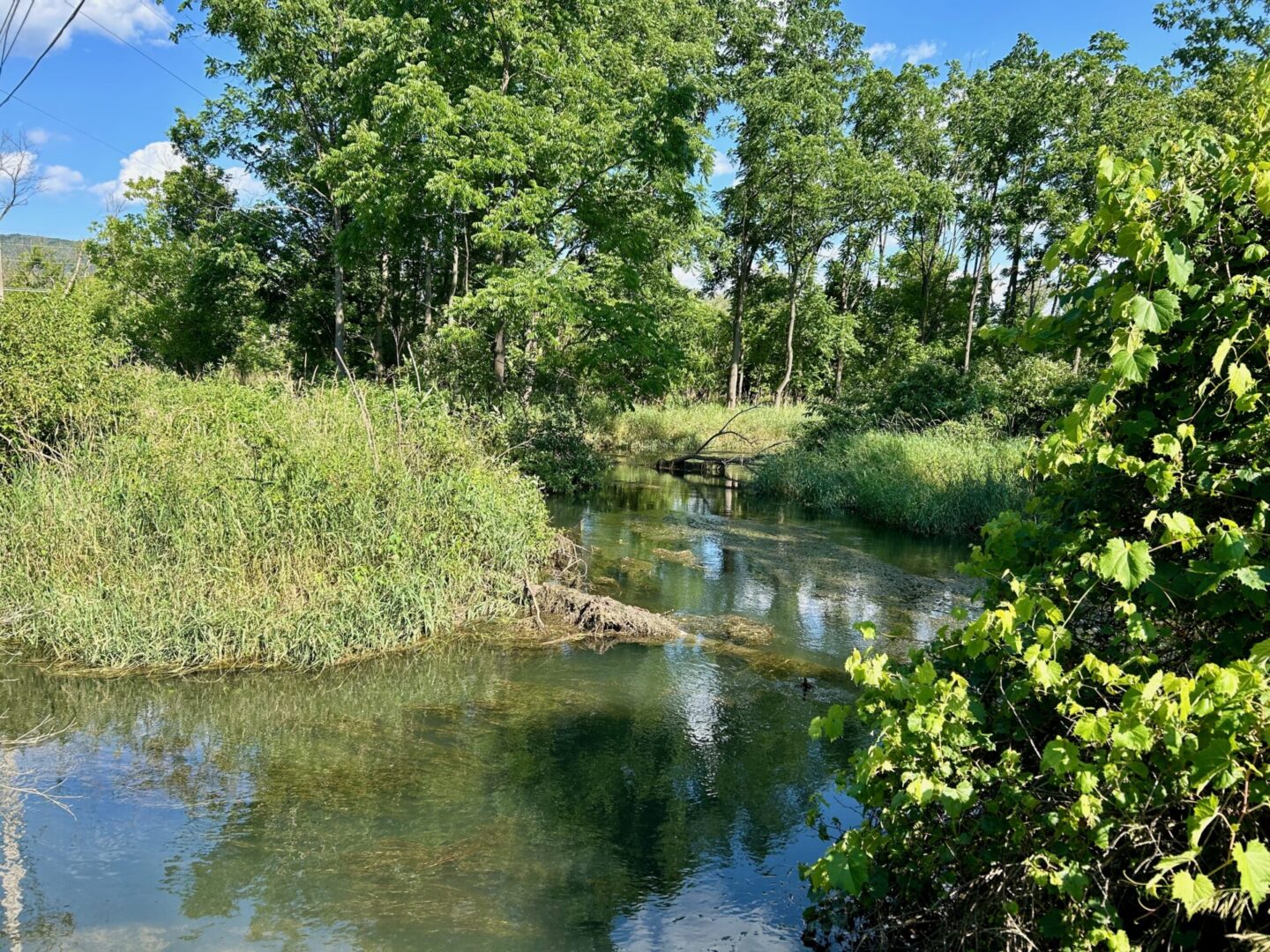 Slab Cabin Run in Millbrook Marsh.