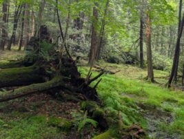 Bear Meadows Added to National Old-Growth Forest Network