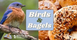 Birds and Bagels Fall 2024