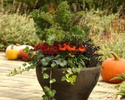 3 simple ways to add fall color to your home and garden