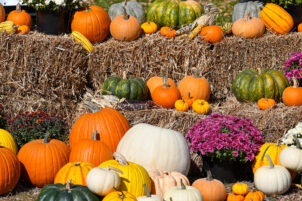 FALL FESTIVALS 2025