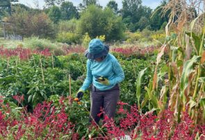 Arboretum at Penn State Donates Record Produce Harvest to State College Food Bank