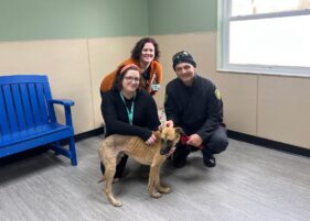 Number of Abandoned Pets on the Rise in Centre County