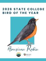 State College Borough names American Robin as Bird of the Year