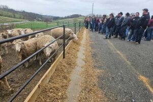 Flock Forward Field Day is April 11