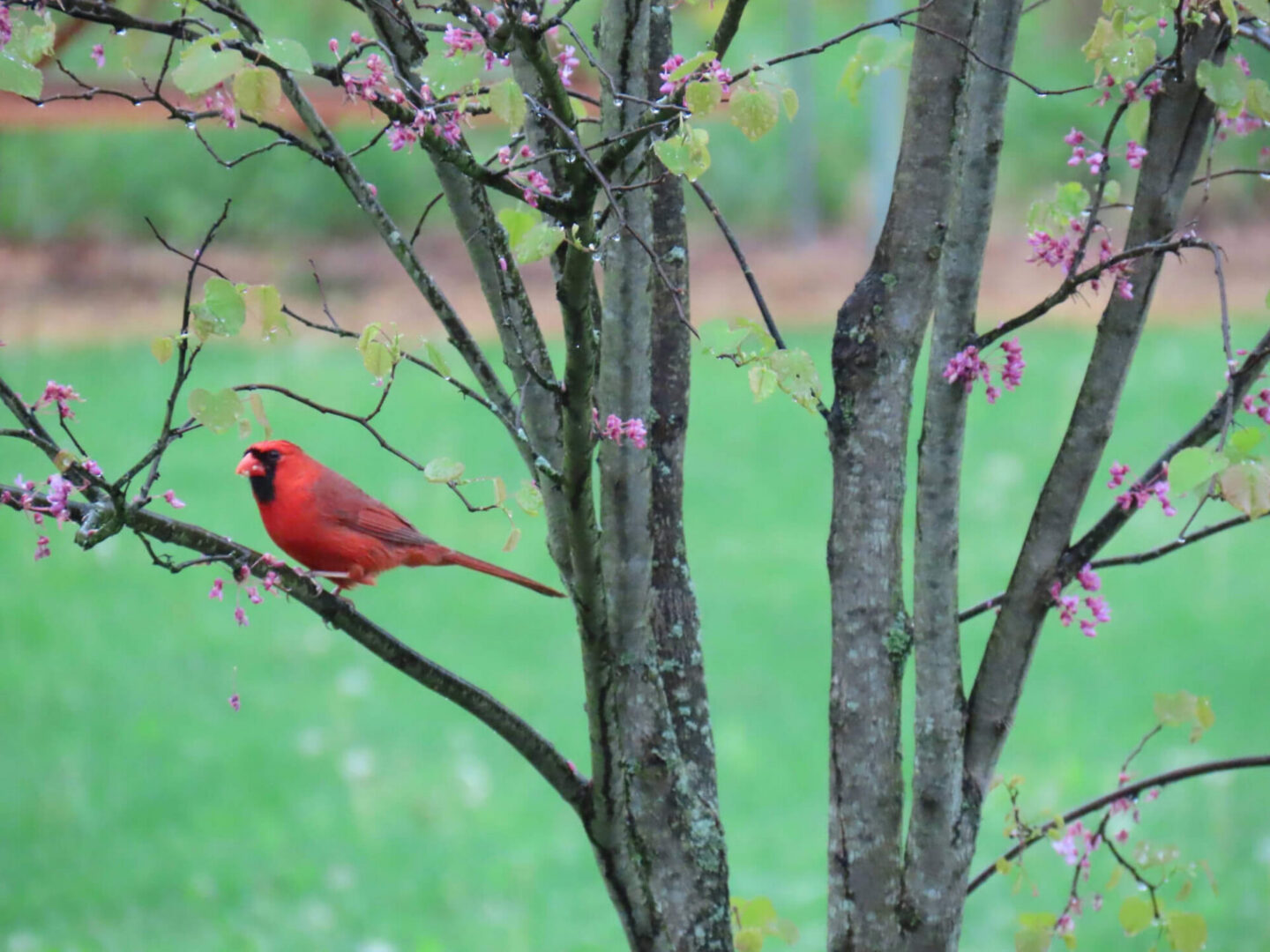 Birding Cup Fundraiser to Benefit Hawks View Meadow Observation Platform