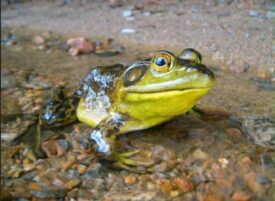 Frogfest Offers a Day of Exploration and Fun