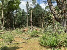 NWS Confirms Tornado Touched Down in Northern Centre County