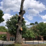 Requiem for an Oak Tree