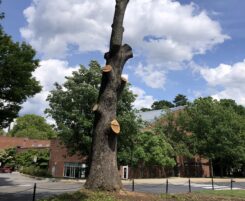 Requiem for an Oak Tree