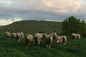 Penn State Extension to host Sheep Smarter: Turning Data into Decisions