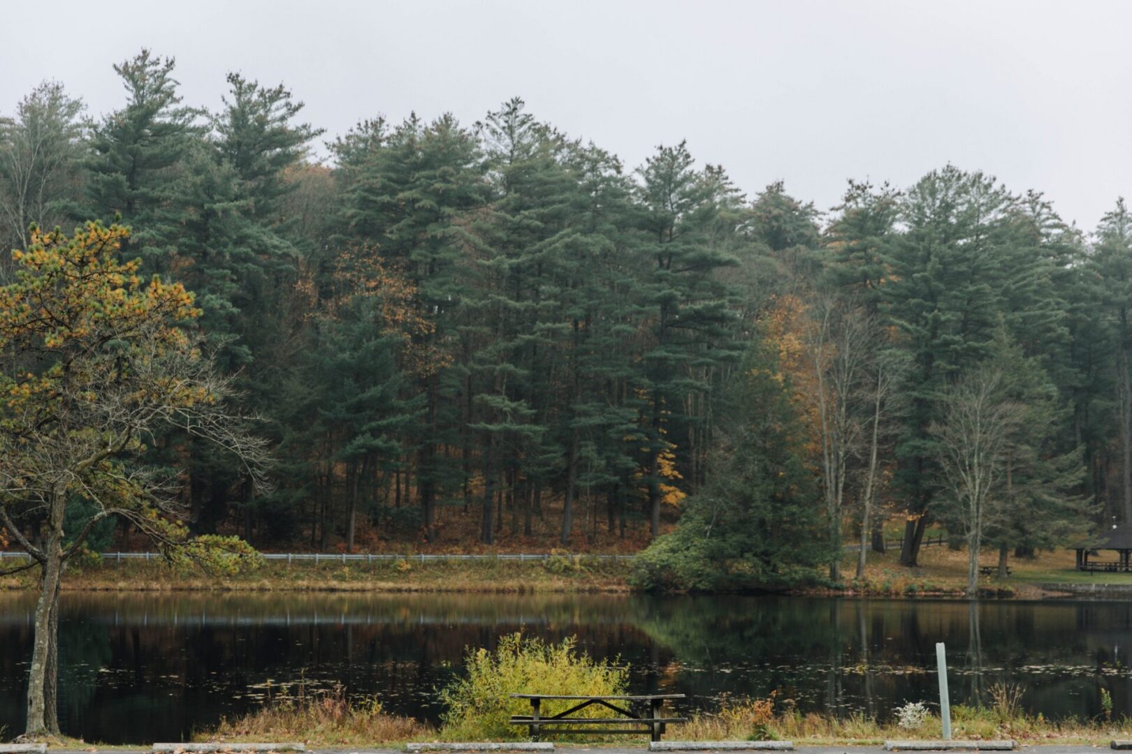 A view of the lake and evergreen trees at Black Moshannon State Park in Centre County.