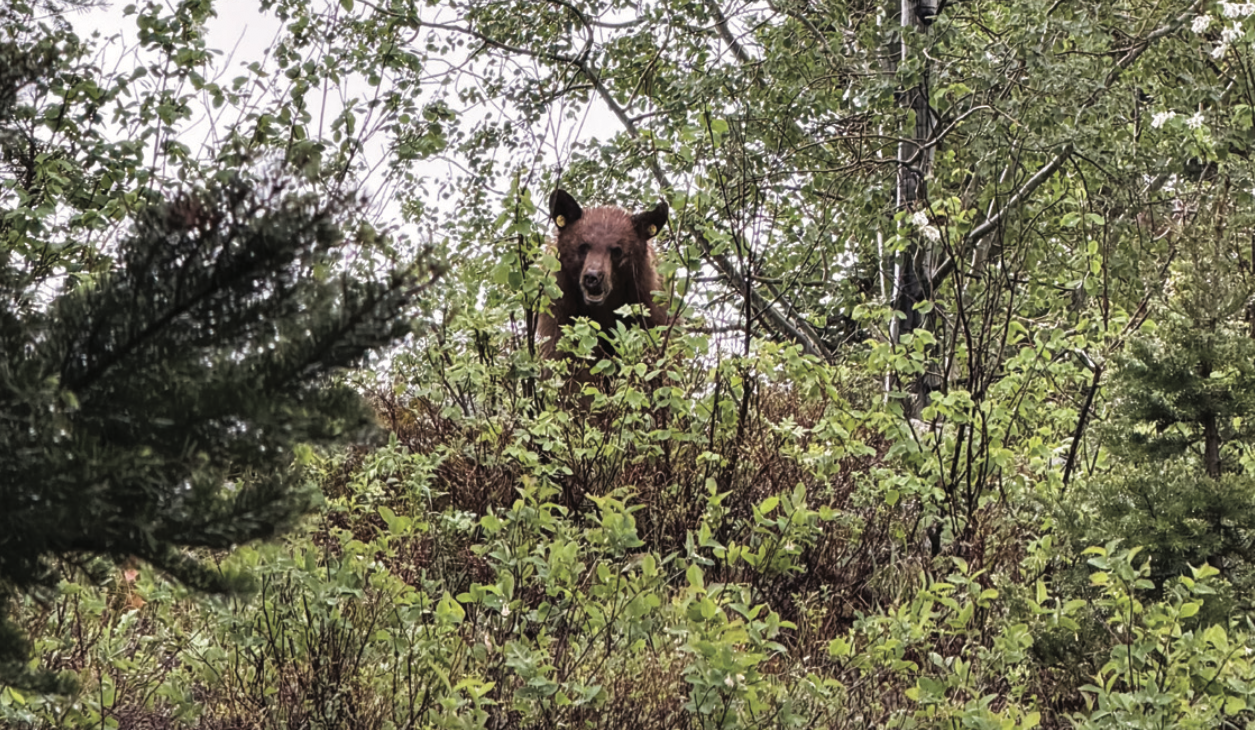 A bear along a trail in Grand Teton National Park