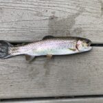 Frank: Something Fishy