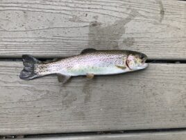 Frank: Something Fishy