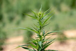 Pa.’s Attorney General is backing a hemp product ban. The industry says it goes way too far