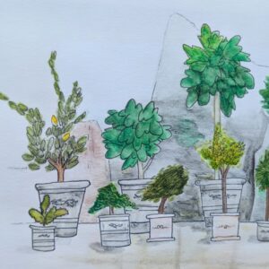 Nature-Sketching3-1