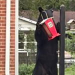 Frank: What’s With All the Bear Sightings?