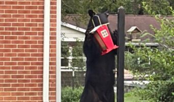 Frank: What’s With All the Bear Sightings?