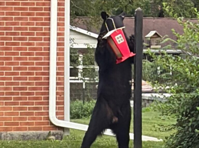 Frank: What’s With All the Bear Sightings?