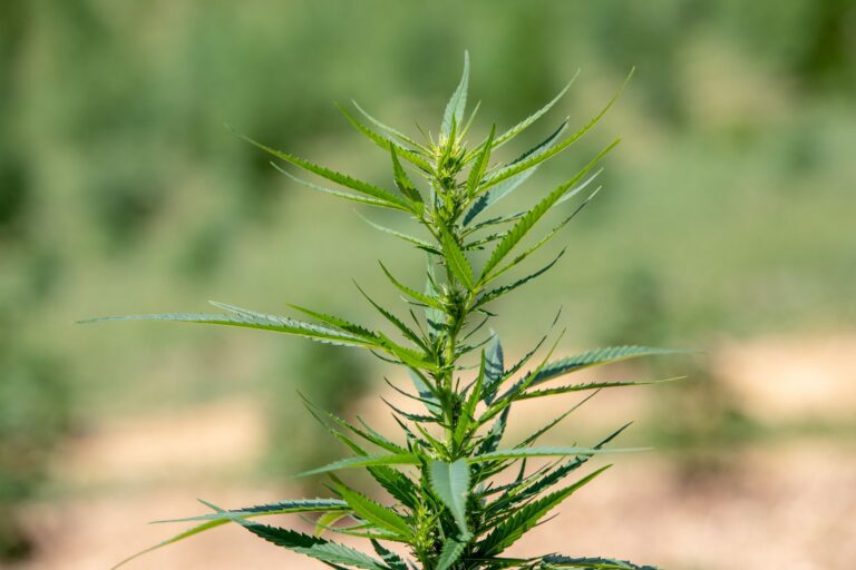 Pa.’s Attorney General Is Backing a Hemp Product Ban. The Industry Says It Goes Way Too Far