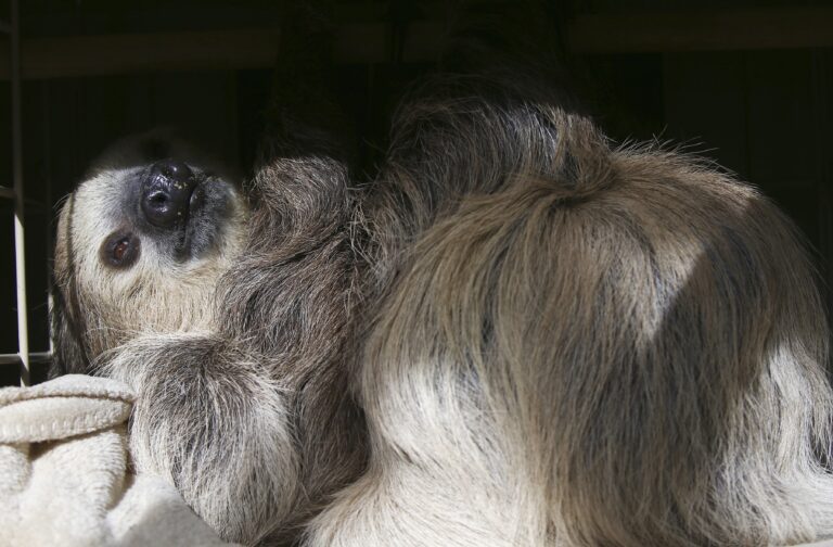 Frank: Is Sloth a Deadly Sin? And Am I Guilty of It?