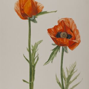 Art-of-Healing_98_66-Erlebacher_Oriental-Poppy