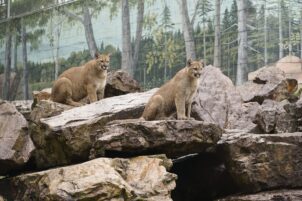 Historic Penn’s Cave and Wildlife Park seeking new ownership